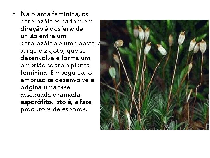  • Na planta feminina, os anterozóides nadam em direção à oosfera; da união
