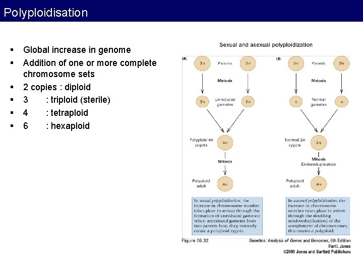Polyploidisation § § § Global increase in genome Addition of one or more complete Polyploidisation § § § Global increase in genome Addition of one or more complete