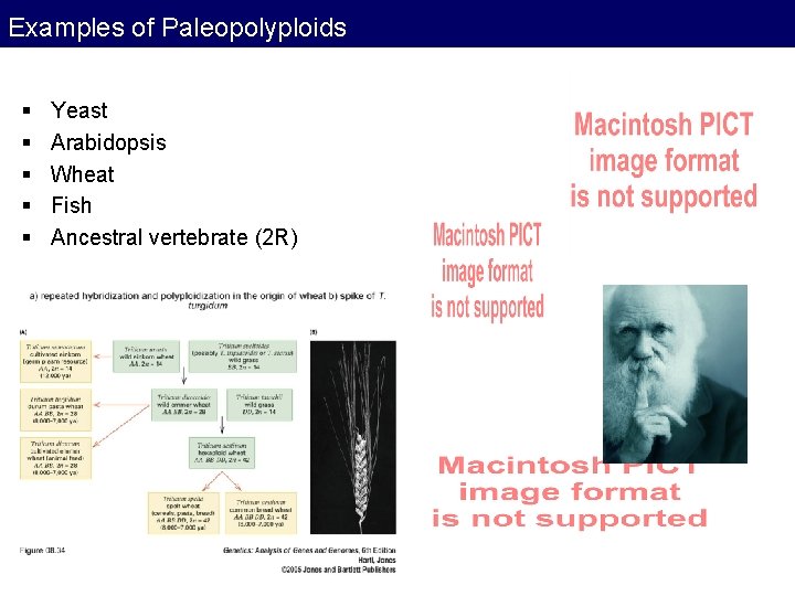 Examples of Paleopolyploids § § § Yeast Arabidopsis Wheat Fish Ancestral vertebrate (2 R) Examples of Paleopolyploids § § § Yeast Arabidopsis Wheat Fish Ancestral vertebrate (2 R)