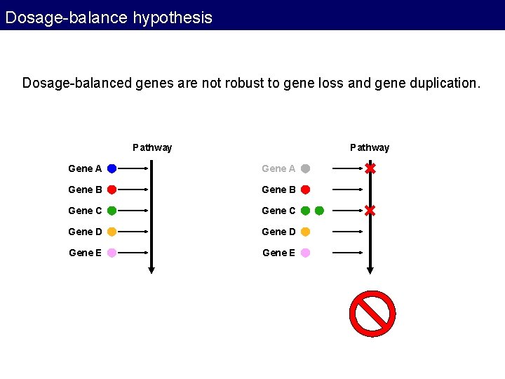 Dosage-balance hypothesis Dosage-balanced genes are not robust to gene loss and gene duplication. Pathway Dosage-balance hypothesis Dosage-balanced genes are not robust to gene loss and gene duplication. Pathway