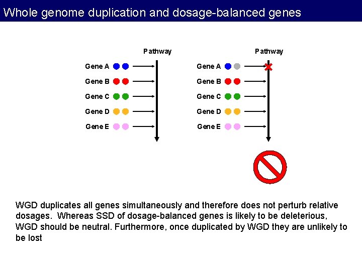 Whole genome duplication and dosage-balanced genes Pathway Gene A Gene B Gene C Gene Whole genome duplication and dosage-balanced genes Pathway Gene A Gene B Gene C Gene