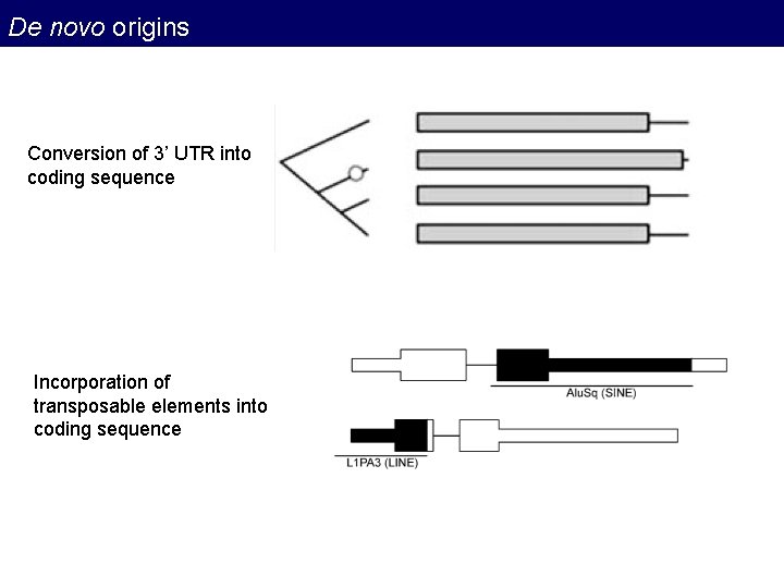 De novo origins Conversion of 3’ UTR into coding sequence Incorporation of transposable elements De novo origins Conversion of 3’ UTR into coding sequence Incorporation of transposable elements