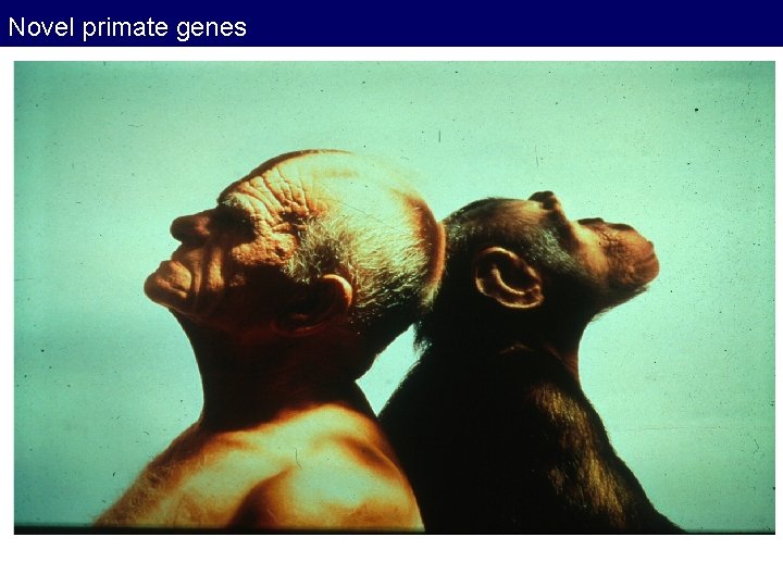 Novel primate genes Novel primate genes