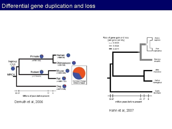 Differential gene duplication and loss Demuth et al, 2006 Hahn et al, 2007 Differential gene duplication and loss Demuth et al, 2006 Hahn et al, 2007