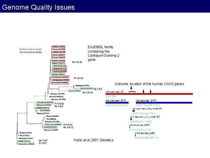 Genome Quality Issues Ens. EMBL family containing the Centaurin Gamma 2 gene Within synteny Genome Quality Issues Ens. EMBL family containing the Centaurin Gamma 2 gene Within synteny