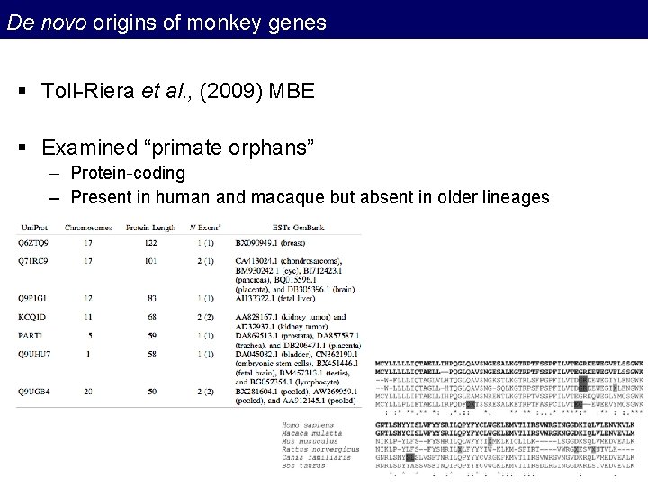 De novo origins of monkey genes § Toll-Riera et al. , (2009) MBE § De novo origins of monkey genes § Toll-Riera et al. , (2009) MBE §