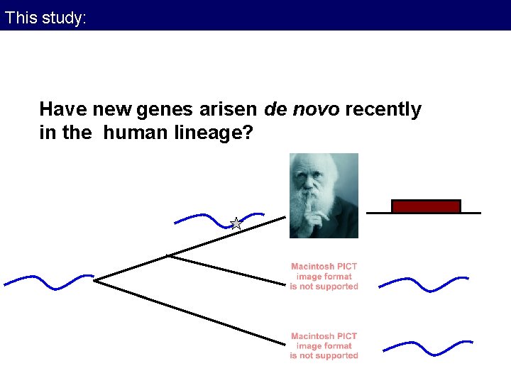 This study: Have new genes arisen de novo recently in the human lineage? This study: Have new genes arisen de novo recently in the human lineage?