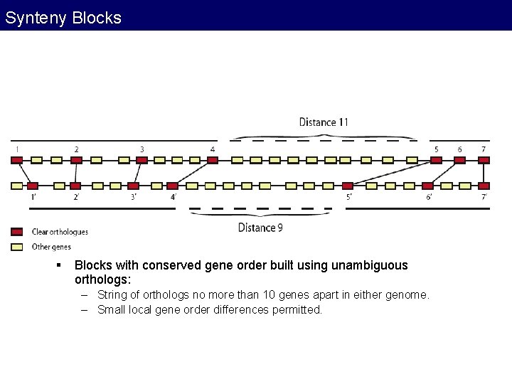 Synteny Blocks § Blocks with conserved gene order built using unambiguous orthologs: – String Synteny Blocks § Blocks with conserved gene order built using unambiguous orthologs: – String