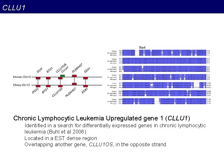 CLLU 1 Start Chronic Lymphocytic Leukemia Upregulated gene 1 (CLLU 1) Identified in a CLLU 1 Start Chronic Lymphocytic Leukemia Upregulated gene 1 (CLLU 1) Identified in a