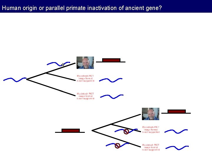 Human origin or parallel primate inactivation of ancient gene? Human origin or parallel primate inactivation of ancient gene?