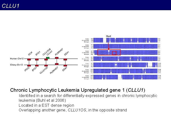 CLLU 1 Start Chronic Lymphocytic Leukemia Upregulated gene 1 (CLLU 1) Identified in a CLLU 1 Start Chronic Lymphocytic Leukemia Upregulated gene 1 (CLLU 1) Identified in a