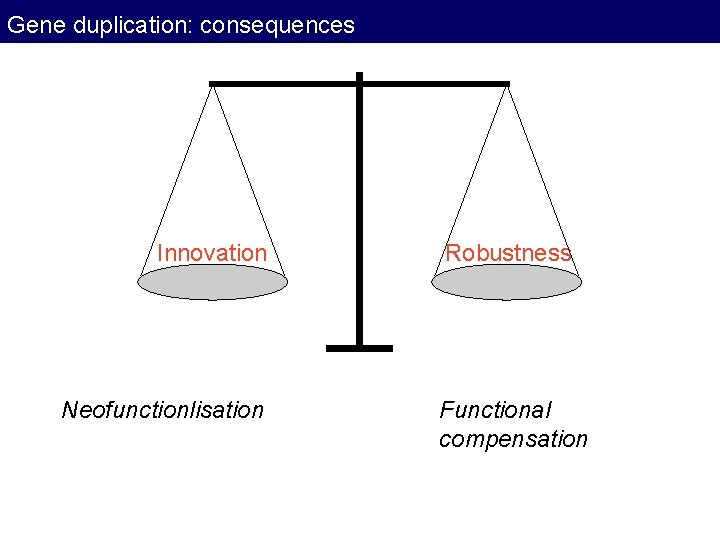 Gene duplication: consequences Innovation Neofunctionlisation Robustness Functional compensation Gene duplication: consequences Innovation Neofunctionlisation Robustness Functional compensation