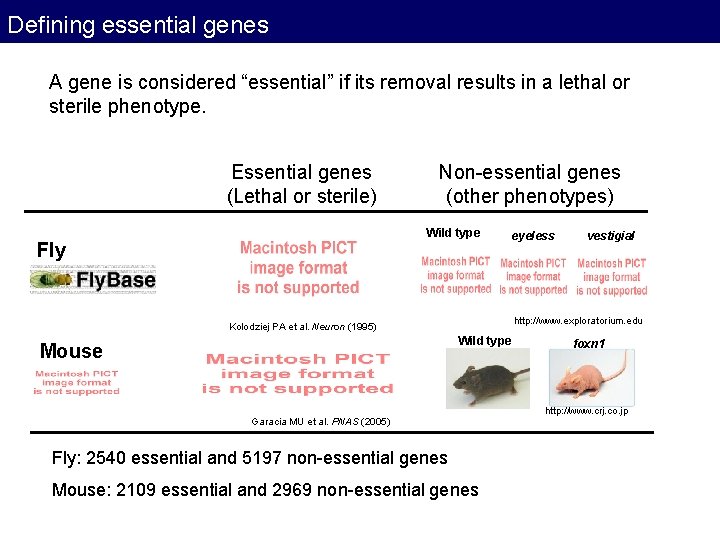 Defining essential genes A gene is considered “essential” if its removal results in a Defining essential genes A gene is considered “essential” if its removal results in a
