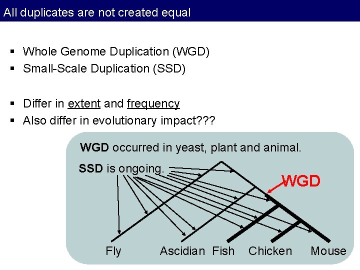 All duplicates are not created equal § Whole Genome Duplication (WGD) § Small-Scale Duplication All duplicates are not created equal § Whole Genome Duplication (WGD) § Small-Scale Duplication