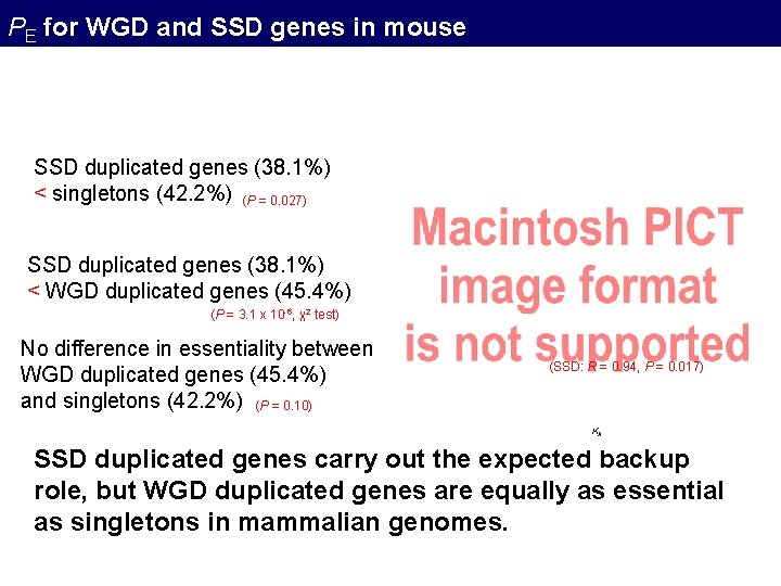 PE for WGD and SSD genes in mouse SSD duplicated genes (38. 1%) < PE for WGD and SSD genes in mouse SSD duplicated genes (38. 1%) <