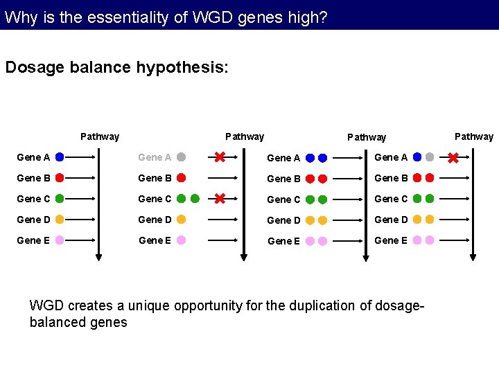Why is the essentiality of WGD genes high? Dosage balance hypothesis: Pathway Gene A Why is the essentiality of WGD genes high? Dosage balance hypothesis: Pathway Gene A