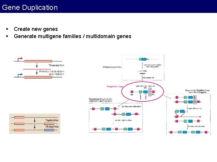 Gene Duplication § § Create new genes Generate multigene families / multidomain genes Gene Duplication § § Create new genes Generate multigene families / multidomain genes