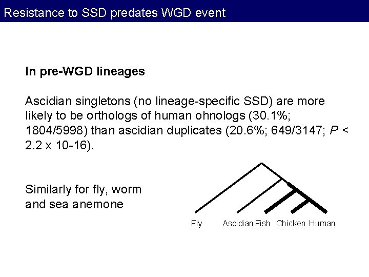 Resistance to SSD predates WGD event In pre-WGD lineages Ascidian singletons (no lineage-specific SSD) Resistance to SSD predates WGD event In pre-WGD lineages Ascidian singletons (no lineage-specific SSD)