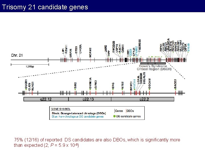 Trisomy 21 candidate genes 75% (12/16) of reported DS candidates are also DBOs, which Trisomy 21 candidate genes 75% (12/16) of reported DS candidates are also DBOs, which