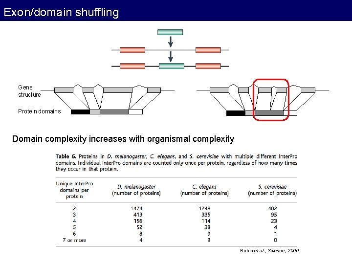 Exon/domain shuffling Gene structure Protein domains Domain complexity increases with organismal complexity Rubin et Exon/domain shuffling Gene structure Protein domains Domain complexity increases with organismal complexity Rubin et