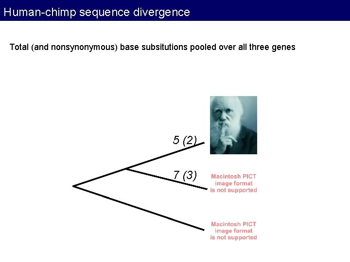 Human-chimp sequence divergence Total (and nonsynonymous) base subsitutions pooled over all three genes 5 Human-chimp sequence divergence Total (and nonsynonymous) base subsitutions pooled over all three genes 5
