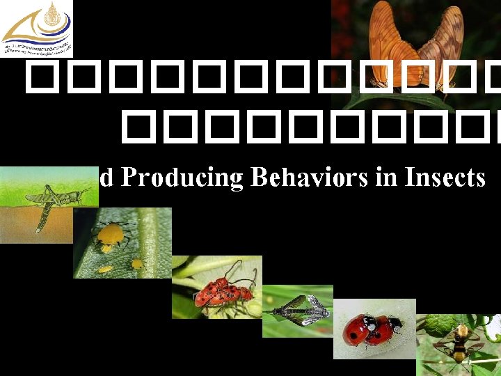 ������ Brood Producing Behaviors in Insects 
