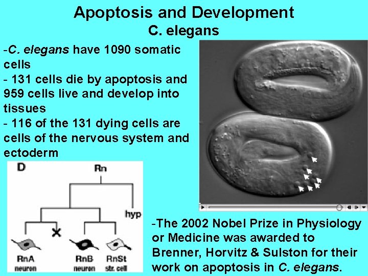 Apoptosis and Development C. elegans -C. elegans have 1090 somatic cells - 131 cells