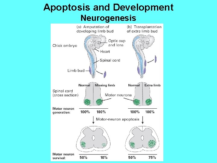Apoptosis and Development Neurogenesis 