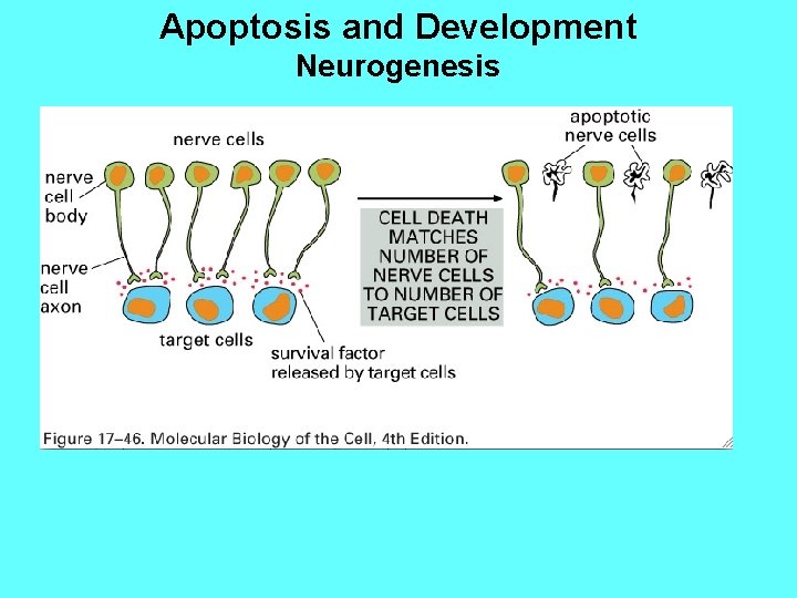 Apoptosis and Development Neurogenesis 