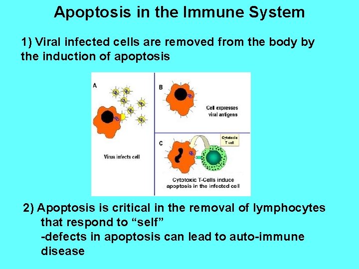 Apoptosis in the Immune System 1) Viral infected cells are removed from the body