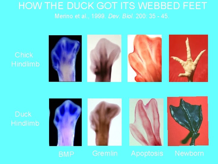 HOW THE DUCK GOT ITS WEBBED FEET Merino et al. , 1999. Dev. Biol.