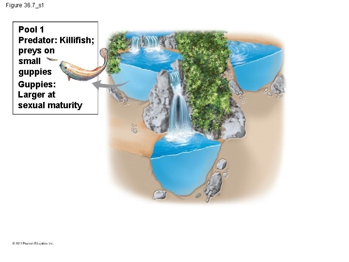 Figure 36. 7_s 1 Pool 1 Predator: Killifish; preys on small guppies Guppies: Larger