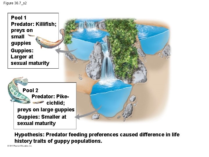 Figure 36. 7_s 2 Pool 1 Predator: Killifish; preys on small guppies Guppies: Larger