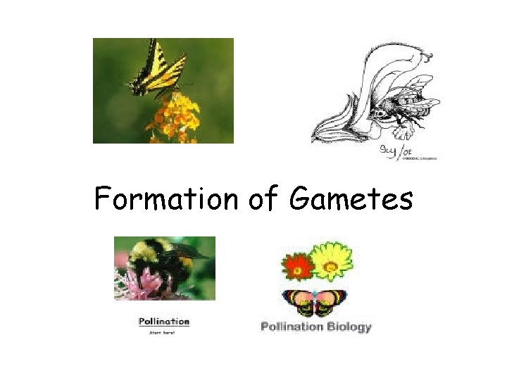 Formation of Gametes 