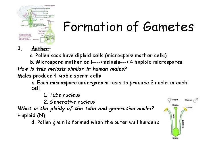 Formation of Gametes 1. Anthera. Pollen sacs have diploid cells (microspore mother cells) b.