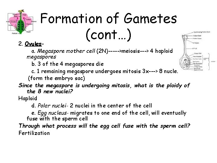 Formation of Gametes (cont…) 2. Ovulesa. Megaspore mother cell (2 N)----->meiosis---> 4 haploid megaspores