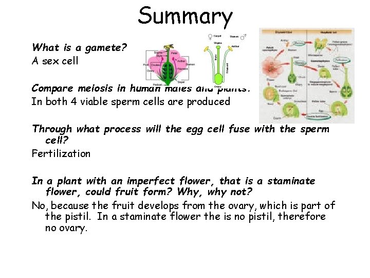 Summary What is a gamete? A sex cell Compare meiosis in human males and