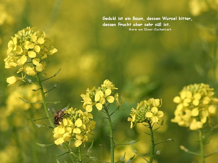 Geduld ist ein Baum, dessen Wurzel bitter, dessen Frucht aber sehr süß ist. Marie