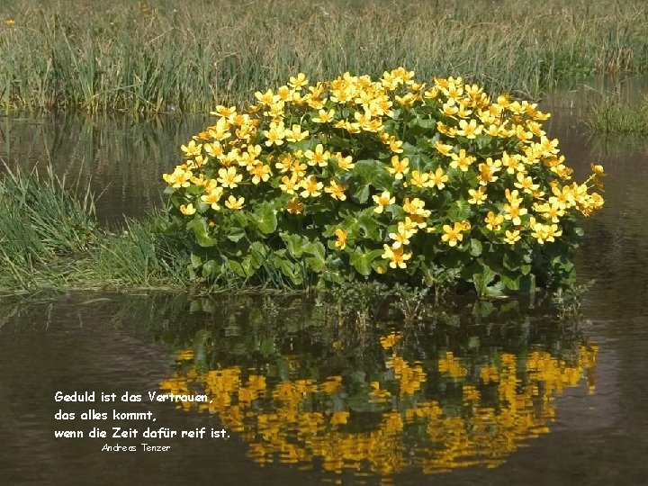 Geduld ist das Vertrauen, das alles kommt, wenn die Zeit dafür reif ist. Andreas