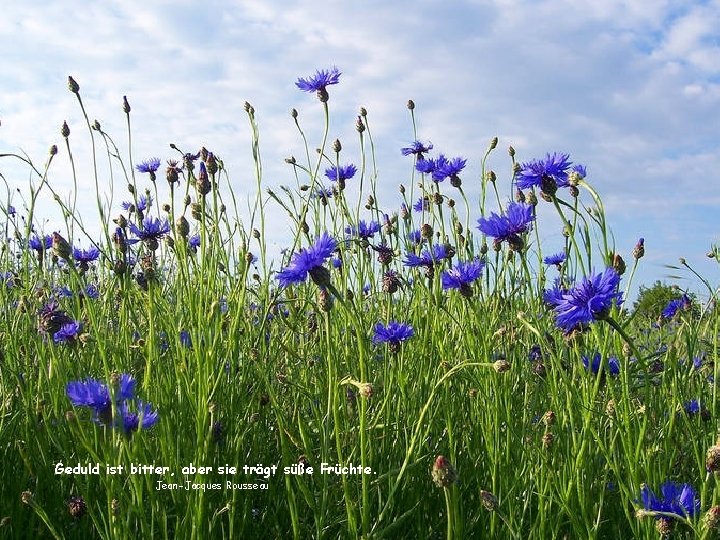 Geduld ist bitter, aber sie trägt süße Früchte. Jean-Jacques Rousseau 