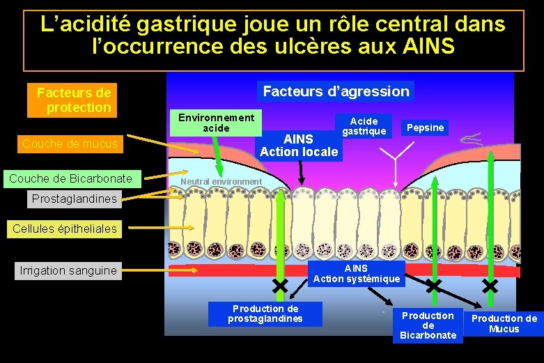 L’acidité gastrique joue un rôle central dans l’occurrence des ulcères aux AINS Facteurs de L’acidité gastrique joue un rôle central dans l’occurrence des ulcères aux AINS Facteurs de