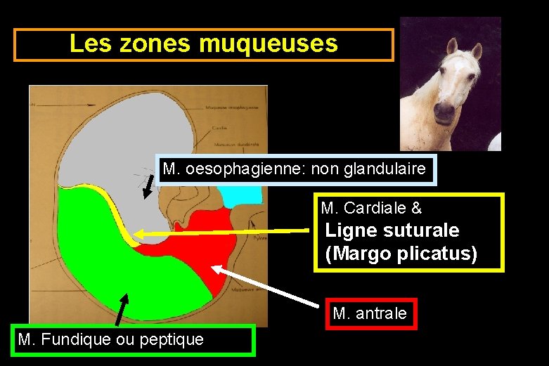 Les zones muqueuses M. oesophagienne: non glandulaire M. Cardiale & Ligne suturale (Margo plicatus)