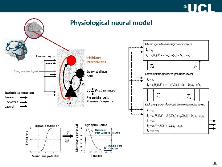 Physiological neural model Inhibitory cells in extragranular layers Extrinsic input Inhibitory interneurons Exogeneous input