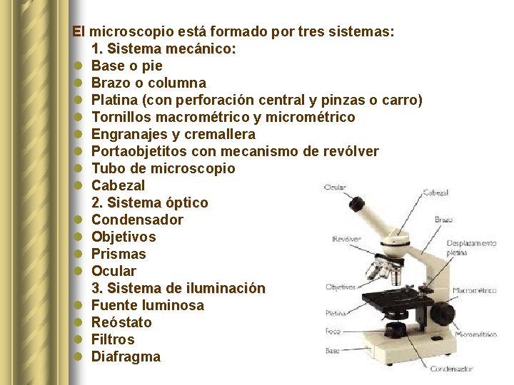 El microscopio está formado por tres sistemas: 1. Sistema mecánico: l Base o pie