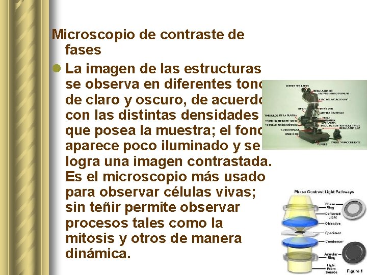 Microscopio de contraste de fases l La imagen de las estructuras se observa en