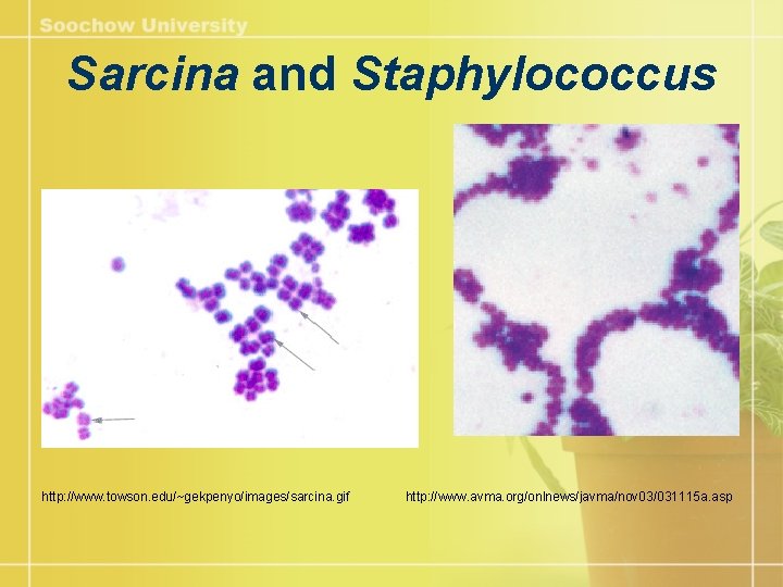 Sarcina and Staphylococcus http: //www. towson. edu/~gekpenyo/images/sarcina. gif http: //www. avma. org/onlnews/javma/nov 03/031115 a.