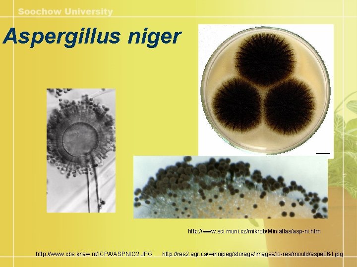 Aspergillus niger http: //www. sci. muni. cz/mikrob/Miniatlas/asp-ni. htm http: //www. cbs. knaw. nl/ICPA/ASPNIG 2.