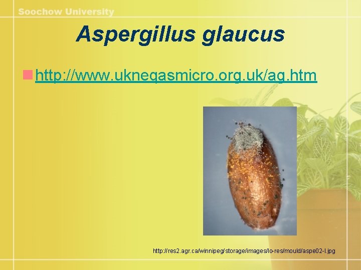 Aspergillus glaucus n http: //www. ukneqasmicro. org. uk/ag. htm http: //res 2. agr. ca/winnipeg/storage/images/lo-res/mould/aspe