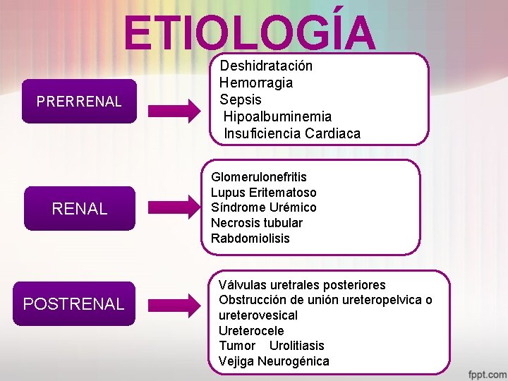 ETIOLOGÍA PRERRENAL POSTRENAL Deshidratación Hemorragia Sepsis Hipoalbuminemia Insuficiencia Cardiaca Glomerulonefritis Lupus Eritematoso Síndrome Urémico