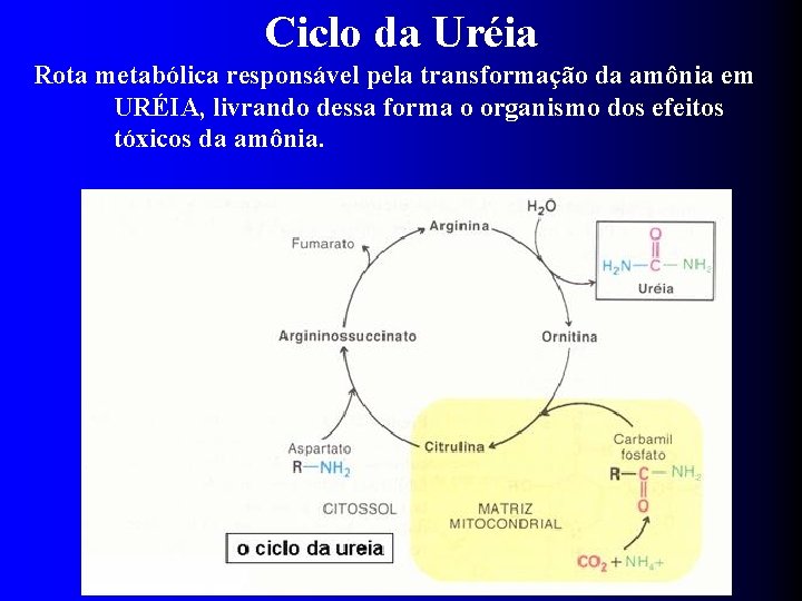 Ciclo da Uréia Rota metabólica responsável pela transformação da amônia em URÉIA, livrando dessa